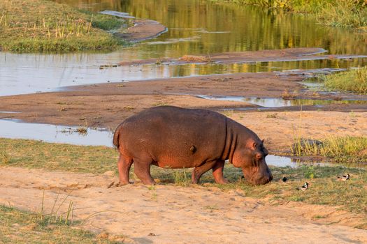 A hippopotamus grazing next to the Letaba River in the Limpopo Province of South Africa. An oxpecker and blacksmith plovers are visible