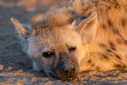 Close-up of the face of a spotted hyena cub at sunrise in the Mpumalanga Province of South Africa
