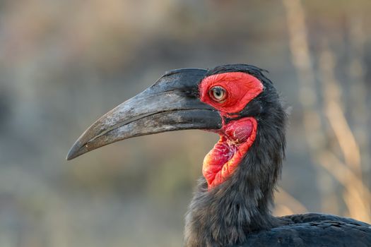 Close-up of a southern ground hornbill, Bucorvus leadbeateri, in the Limpopo Province of South Africa