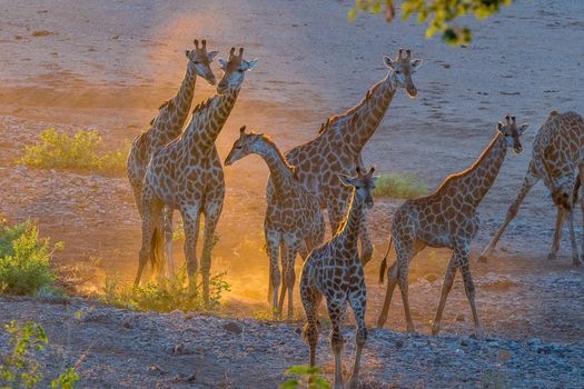 A giraffe herd in the last rays of sunlight in the Mpumalanga Province of South Africa. Oxpeckers are visible
