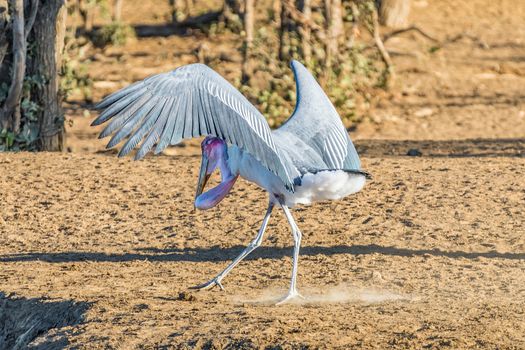 A male Marabou stork, Leptoptilos crumeniferus, landing at Punda Maria in the Limpopo Province of South Africa