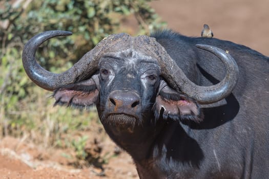 A Cape buffalo, Syncerus caffer, looking at the camera. Mpumalanga Province of South Africa
