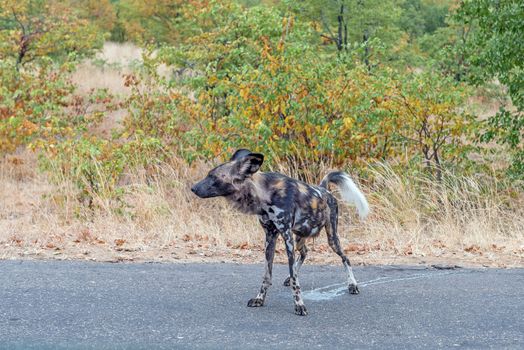 A wild dog, Lycaon Pictus, also called painted dog, peeing. Limpopo Province of South Africa