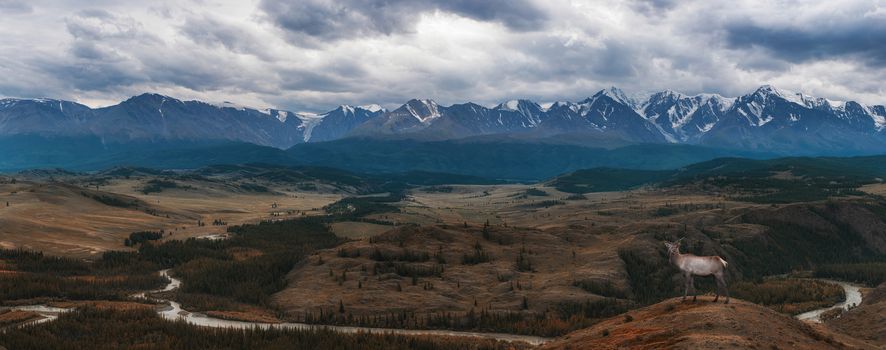 Maral deer in Kurai steppe and North-Chui ridge of Altai mountains, Russia. Cloud day. Panoramic picture