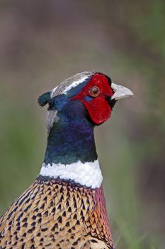 Ring Necked Pheasant close up Prairie Saskatchewan