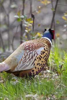 Ring Necked Pheasant close up Prairie Saskatchewan