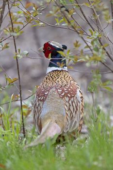 Ring Necked Pheasant close up Prairie Saskatchewan