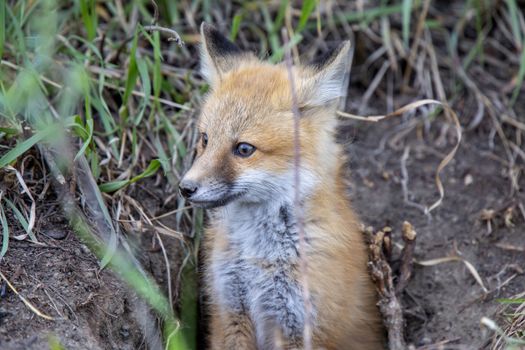 Fox Kits Near Den in Prairie Saskatchewan Canada