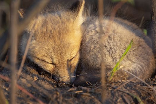 Fox Kits Near Den in Prairie Saskatchewan Canada