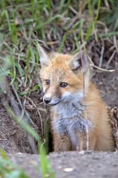 Fox Kits Near Den in Prairie Saskatchewan Canada