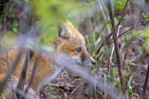 Fox Kits Near Den in Prairie Saskatchewan Canada