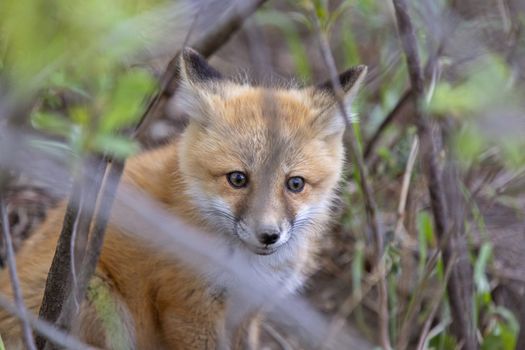 Fox Kits Near Den in Prairie Saskatchewan Canada