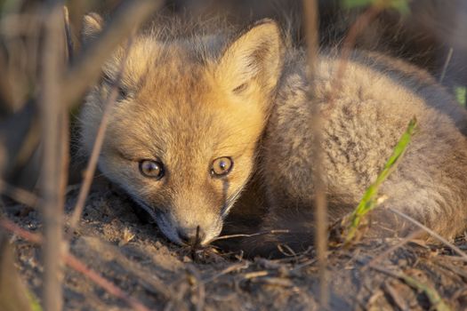 Fox Kits Near Den in Prairie Saskatchewan Canada