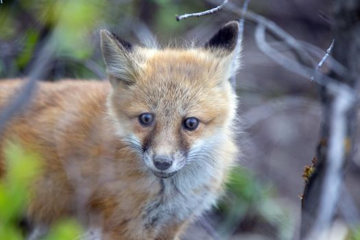 Fox Kits Near Den in Prairie Saskatchewan Canada