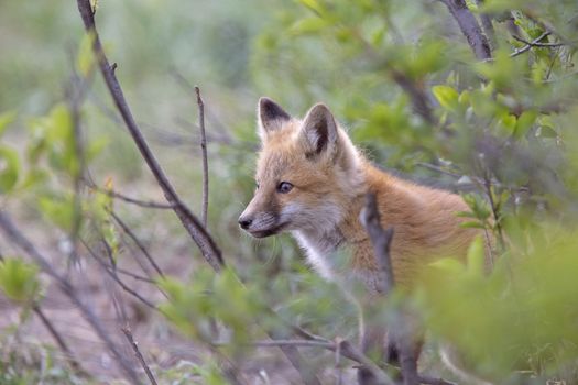 Fox Kits Near Den in Prairie Saskatchewan Canada