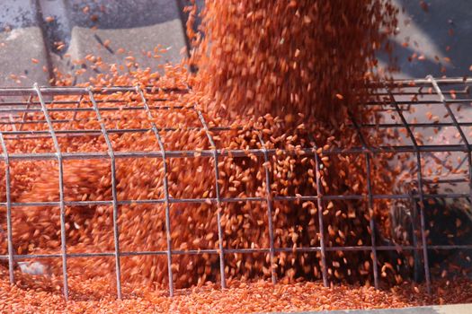 Seeding in Saskatchewan drought conditions Agriculture Durum Wheat