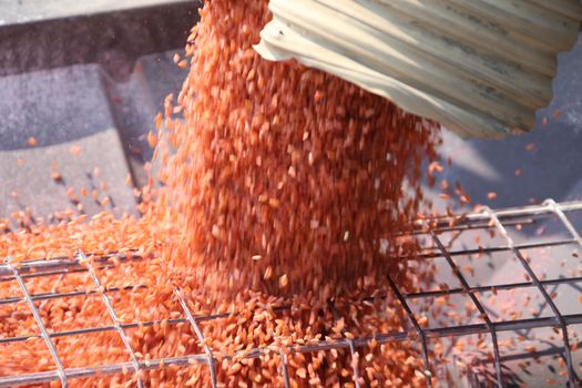 Seeding in Saskatchewan drought conditions Agriculture Durum Wheat