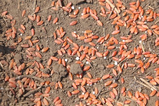 Seeding in Saskatchewan drought conditions Agriculture Durum Wheat