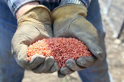 Seeding in Saskatchewan drought conditions Agriculture Canada