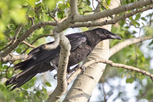Raven in Tree Blackbird noisy Prairie song bird Saskatchewan
