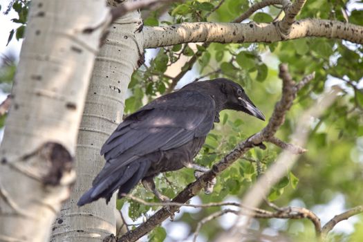 Raven in Tree Blackbird noisy Prairie song bird Saskatchewan