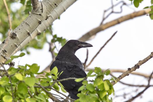 Raven in Tree Blackbird noisy Prairie song bird Saskatchewan
