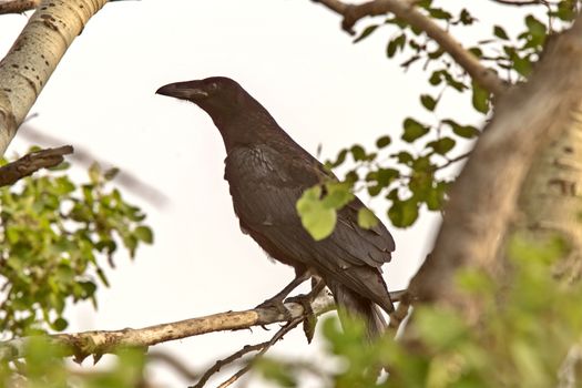 Raven in Tree Blackbird noisy Prairie song bird Saskatchewan