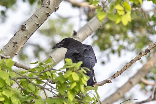 Raven in Tree Blackbird noisy Prairie song bird Saskatchewan
