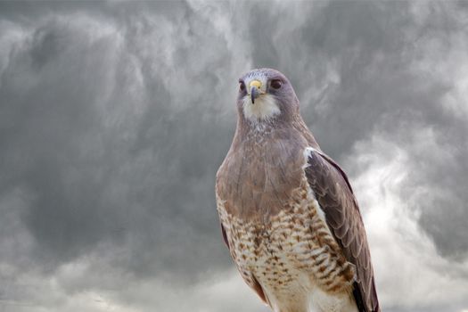 Swainsons Hawk Prairie in Saskatchewan Canada beautiful
