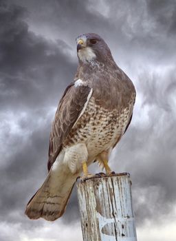 Swainsons Hawk Prairie in Saskatchewan Canada beautiful