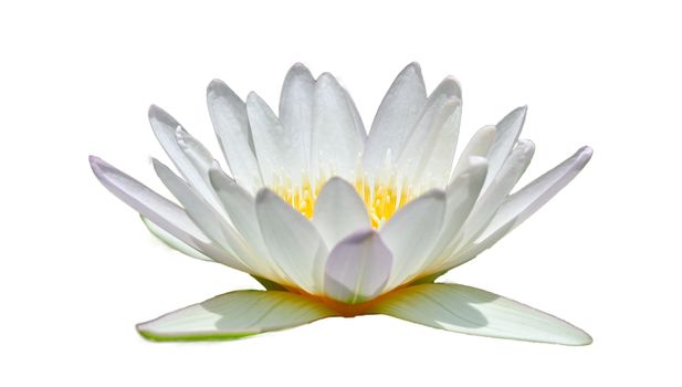 White lotus in a white background Isolate