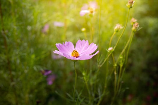 The background image of the colorful flowers, background nature