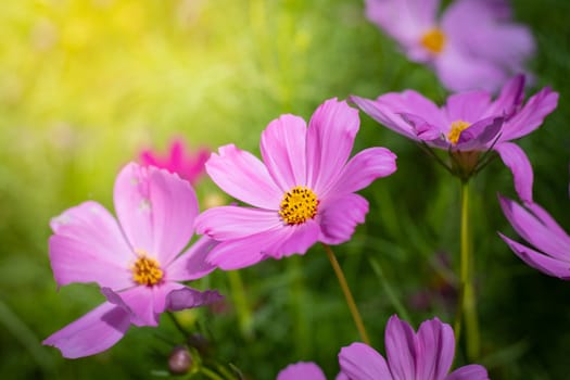 The background image of the colorful flowers, background nature