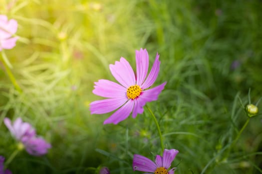 The background image of the colorful flowers, background nature