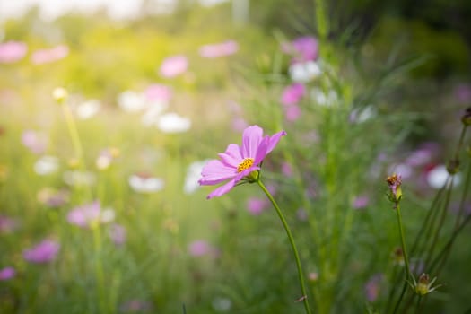 The background image of the colorful flowers, background nature