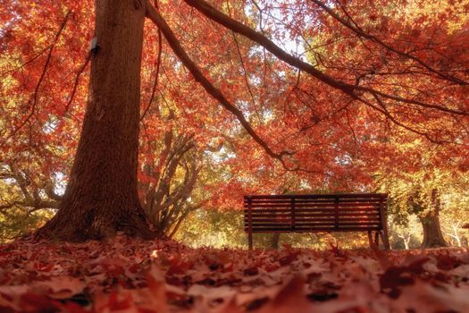 wooden bench in city park autumn season