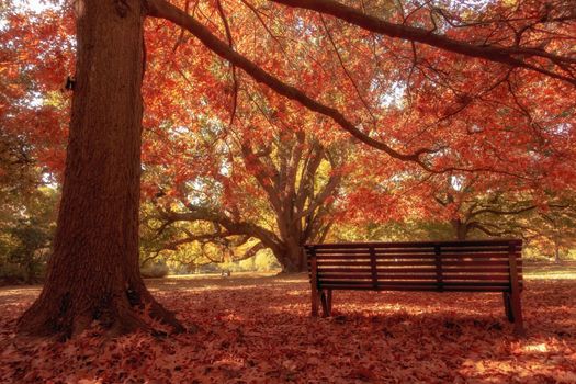 wooden bench in city park autumn season