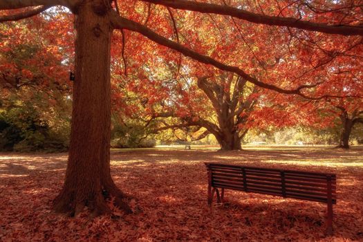 wooden bench in city park autumn season