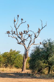 Hooded and white-backed vultures on a dead tree in the Limpopo Province of South Africa