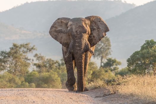 A mud-covered african elephant walking in a road towards the camera in the Mpumalanga Province of South Africa