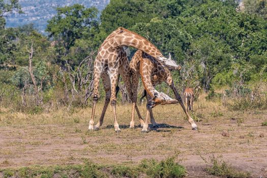 Two bull giraffes fighting with their necks, called necking, in the Mpumalanga Province of South Africa