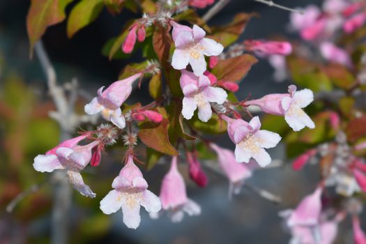 Beauty bush - Latin name - Kolkwitzia amabilis