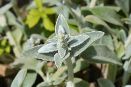 Lambs ears Silver Carpet leaves - Latin name - Stachys byzantina Silver Carpet