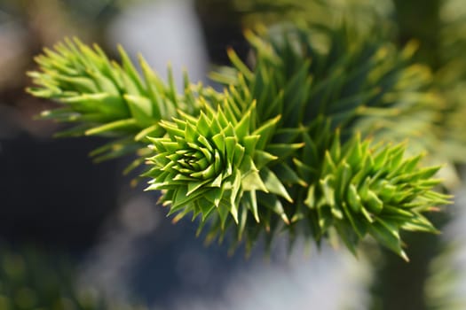 Monkey puzzle tree branch - Latin name - Araucaria araucana