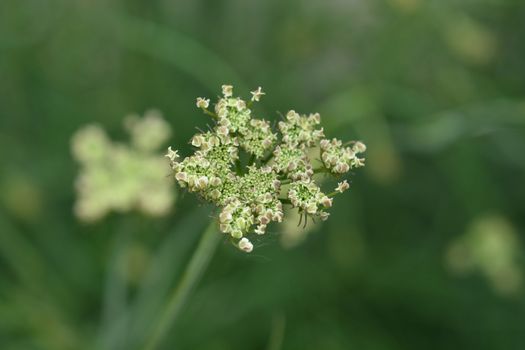 Corky-fruited water-dropwort flower buds - Latin name - Oenanthe pimpinelloides