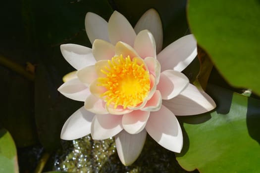 White water lily - Latin name - Nymphaea alba