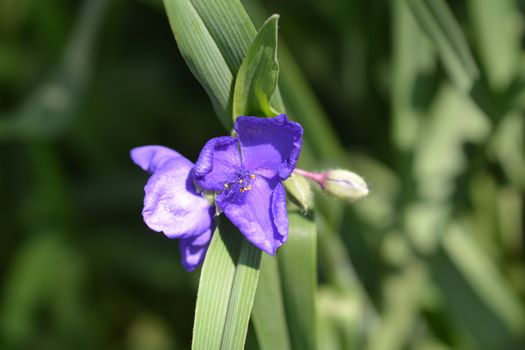 Spiderwort flower close up - Latin name - Tradescantia virginiana