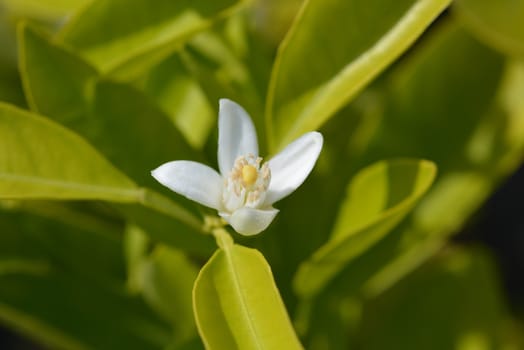 Sweet orange - Latin name - Citrus sinensis