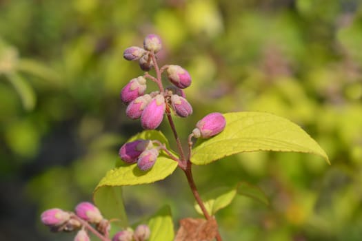 Deutzia Strawberry Fields - Latin name - Deutzia x hybrida Strawberry Fields