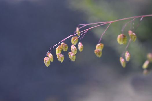 Common quaking grass - Latin name - Briza media